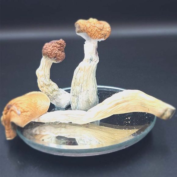 amazonian dried mushrooms 2 580x580