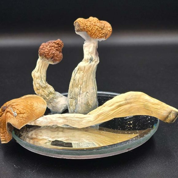 amazonian dried mushrooms 3 580x580