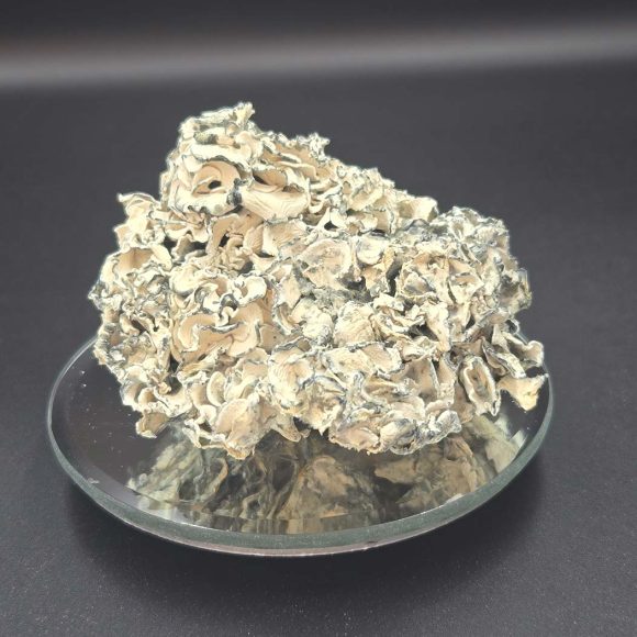 enigma dried mushrooms 580x580