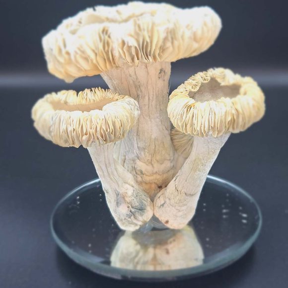 super dried mushrooms 580x580