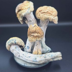 tidal wave dried mushrooms 300x300 1